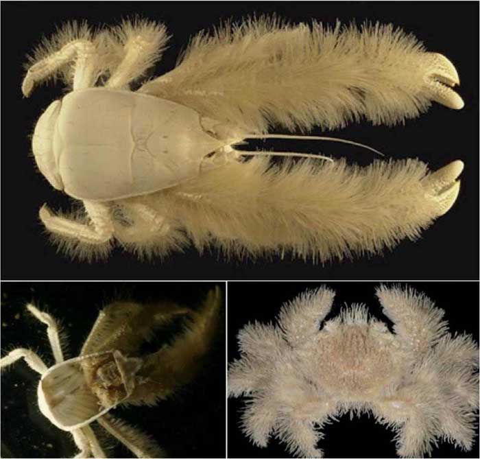 Yeti crab Rare Animals Rare Animals