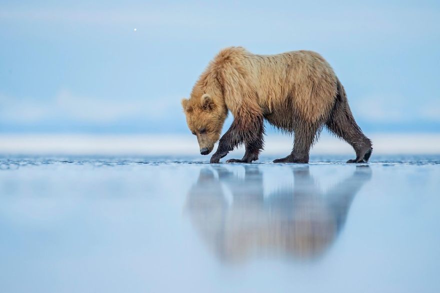 A Brown Bear Walks Across An Estuary, (lake Clark National Park, Alaska Photo Contest
