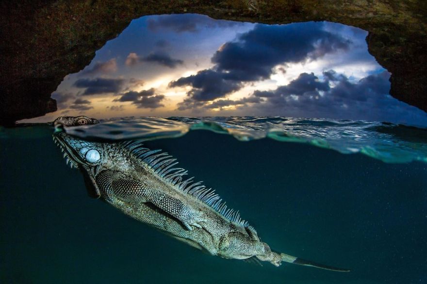 A Green Iguana Surfaces For Air, Bonaire, Netherlands Photo Contest