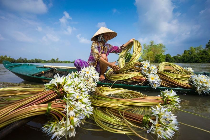 A Woman Collects Water Lilies, Chau Doc, Mekong Delta, Vietnam Photo Contest