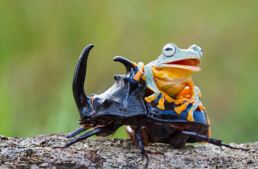 Animals Riding other Animals 13 - Frog Riding Beetle
