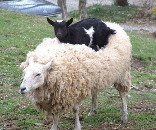 Animals Riding Animals 4 - Goat on Sheep