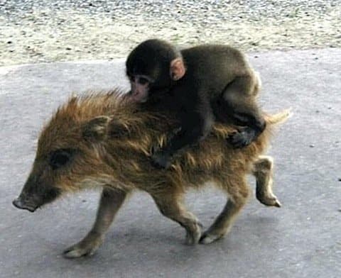 Animals Riding Animals 5 - Monkey Riding Pig