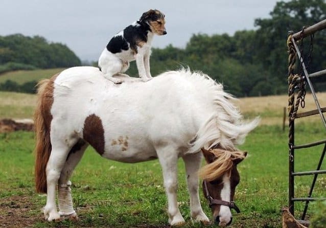 Animals Riding Animals 7 - Dog on Horse
