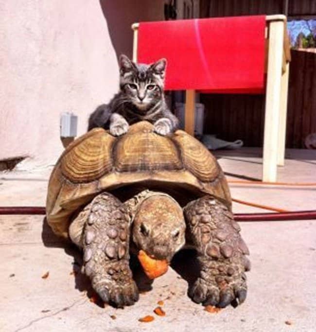 Animals Riding other Animals 8 - Cat Riding Turtle