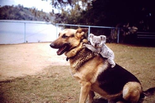 Animals Riding other Animals 9 - Koala on Dog