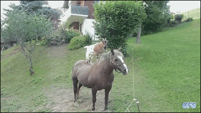 Animals Riding Animals - Goat riding Horse