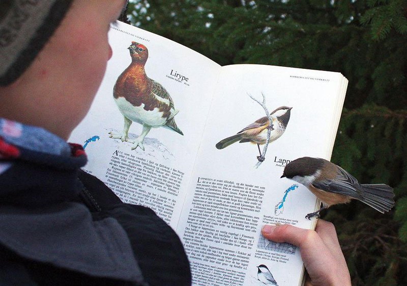 Bird reading about Birds Great Photos