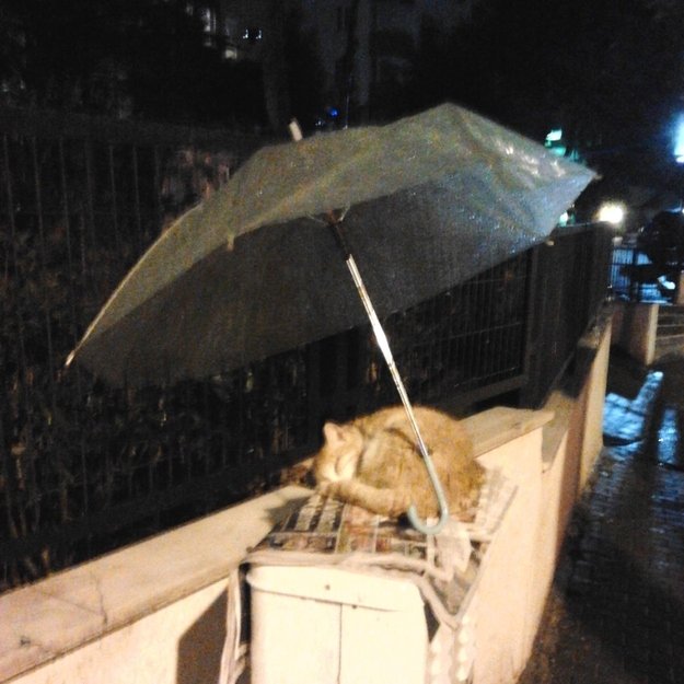 Cat saved from rain Bad Places