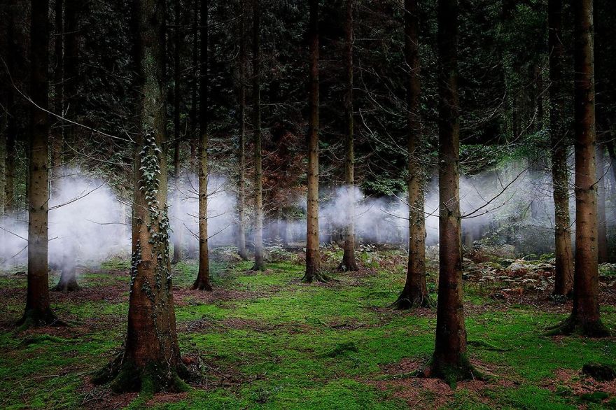 Fog Weaves Through Forest Trees, New Forest, Hampshire, United Kingdom Photo Contest