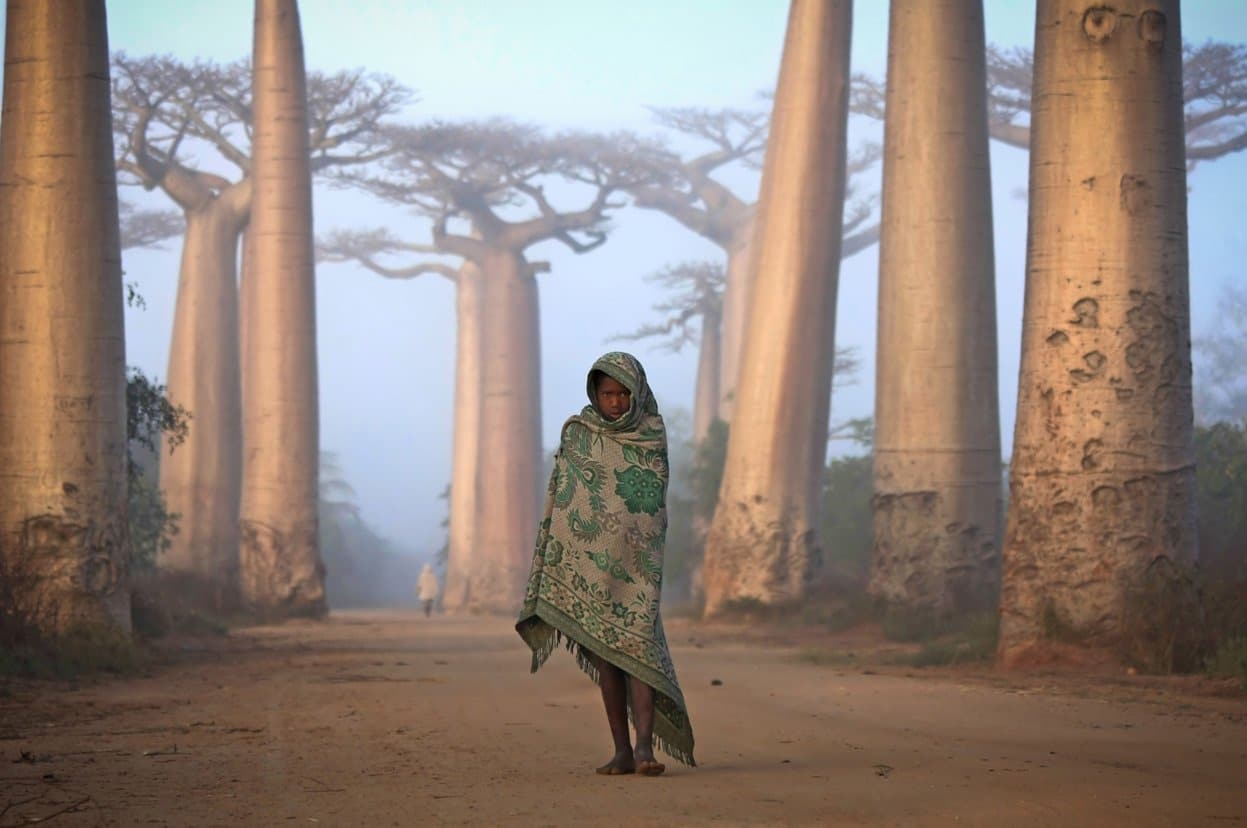 Malagasy girl walks among the Baobab trees Human Diversity