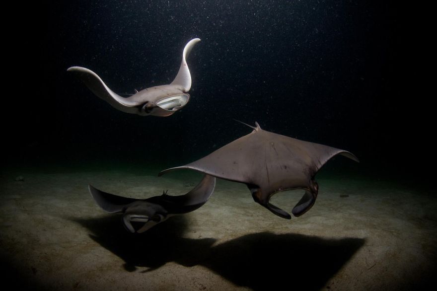 Mobula Rays Gather To Feed On Plankton Attracted By Dive Lights, La Paz, Baja California Sur, Mexico Photo Contest
