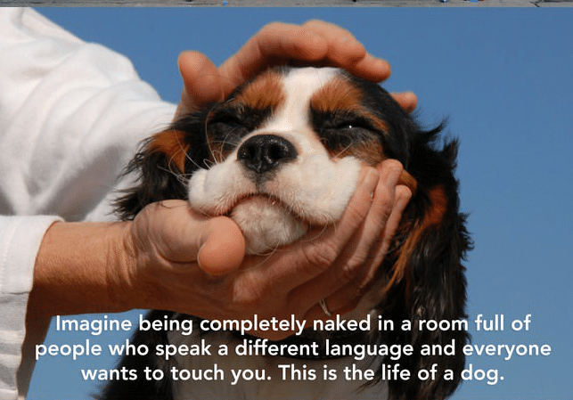 Naked Dog Life Smart Ideas