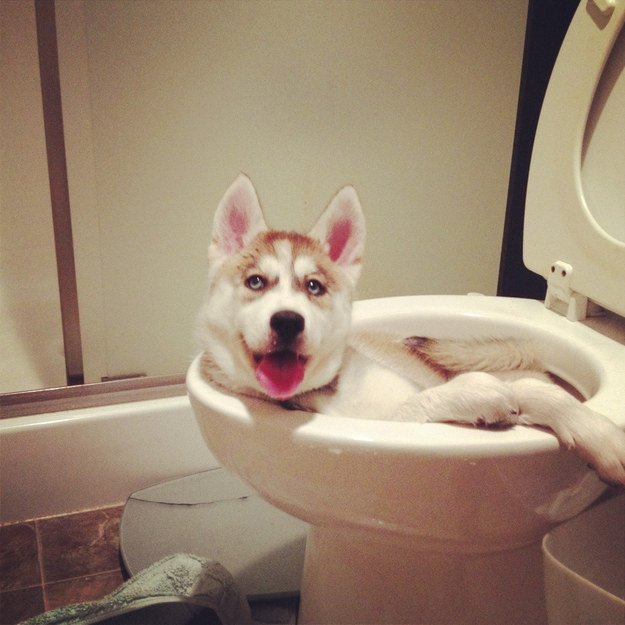 Toilet Dog Life