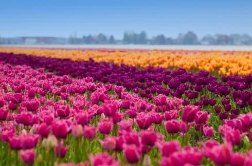 Tulip fields in the Netherlands 2 Unusual Places