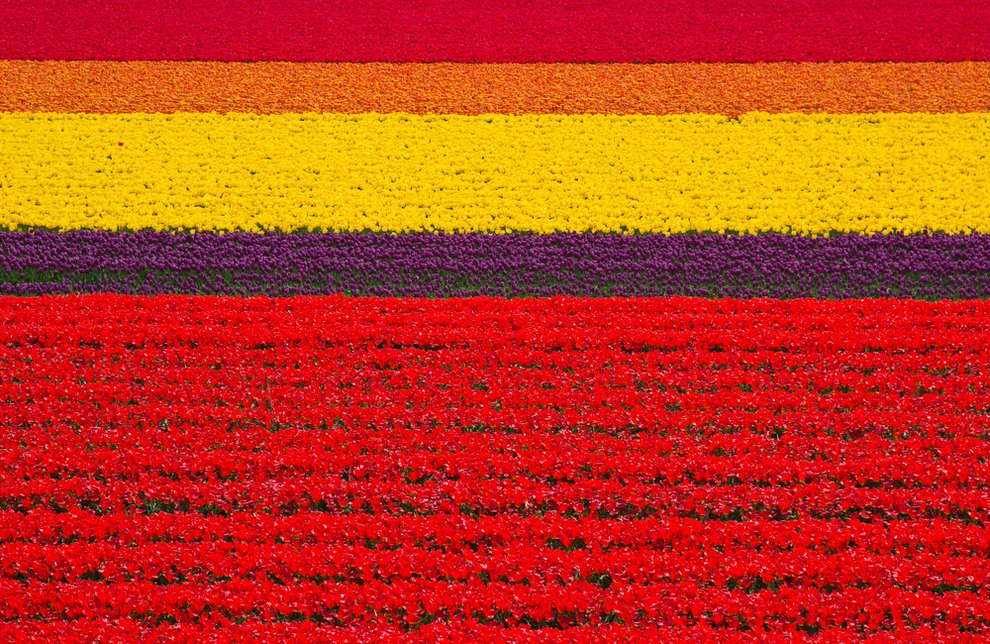 Tulip fields in the Netherlands Unusual Places