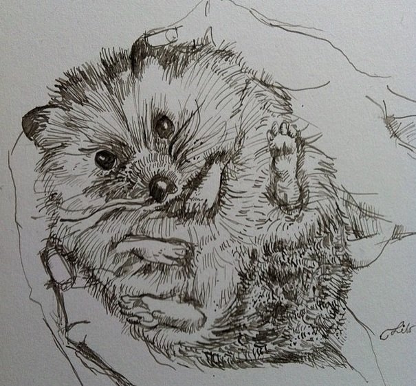Amazing Sketch Hedgehog