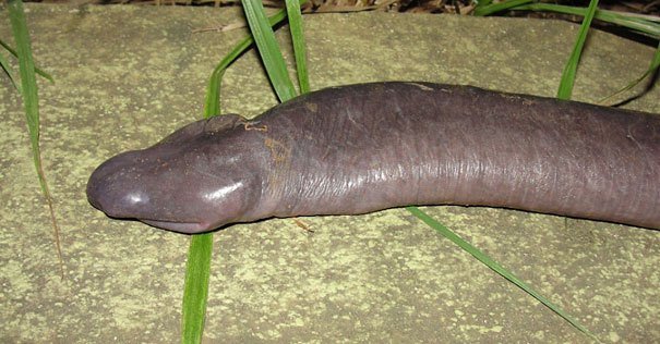 Atretochoana eiselti (Known as Penis Snake) Strange Animals