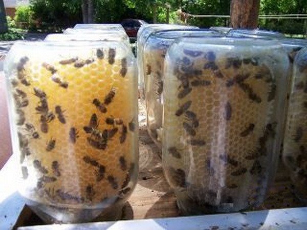 Beehive containers Mason Jar
