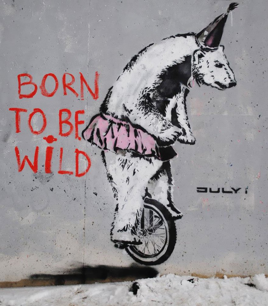Born to be wild, but I work in circus now
