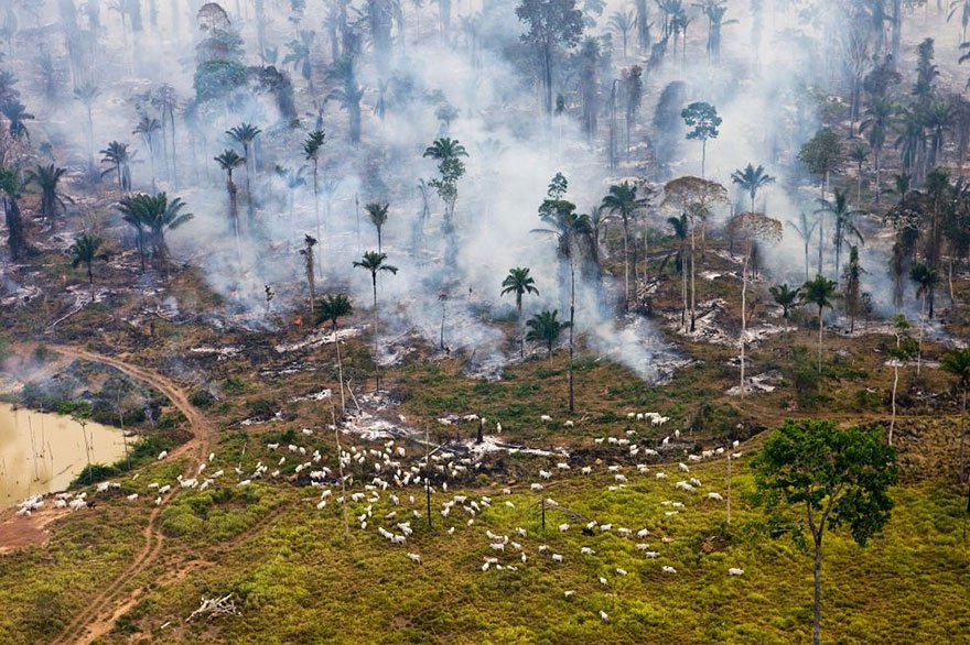 Burnt down a jungle to use the place (Amazon - Brazil) Overpopulation