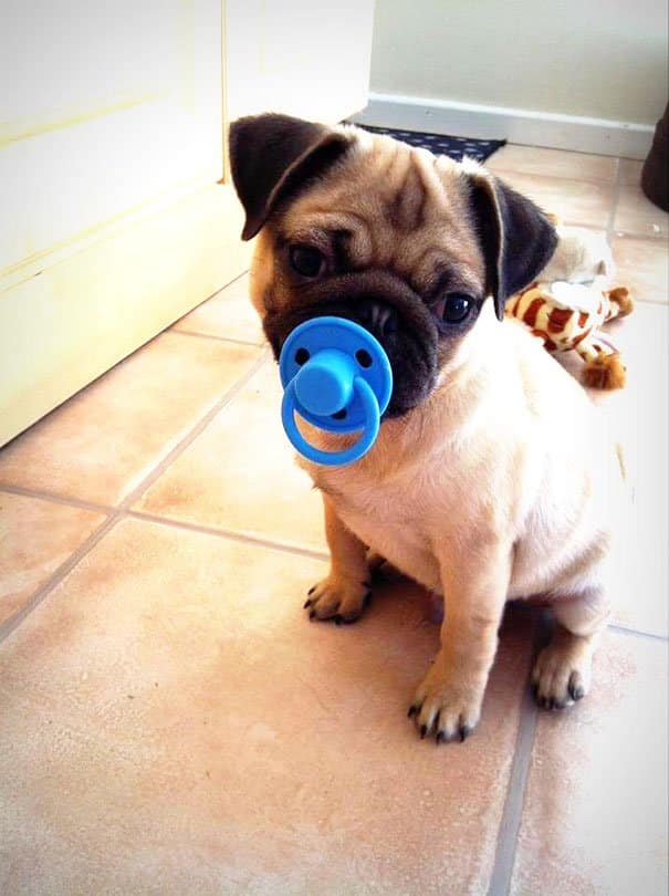 Cut Pug With His Toy Dog's Toys