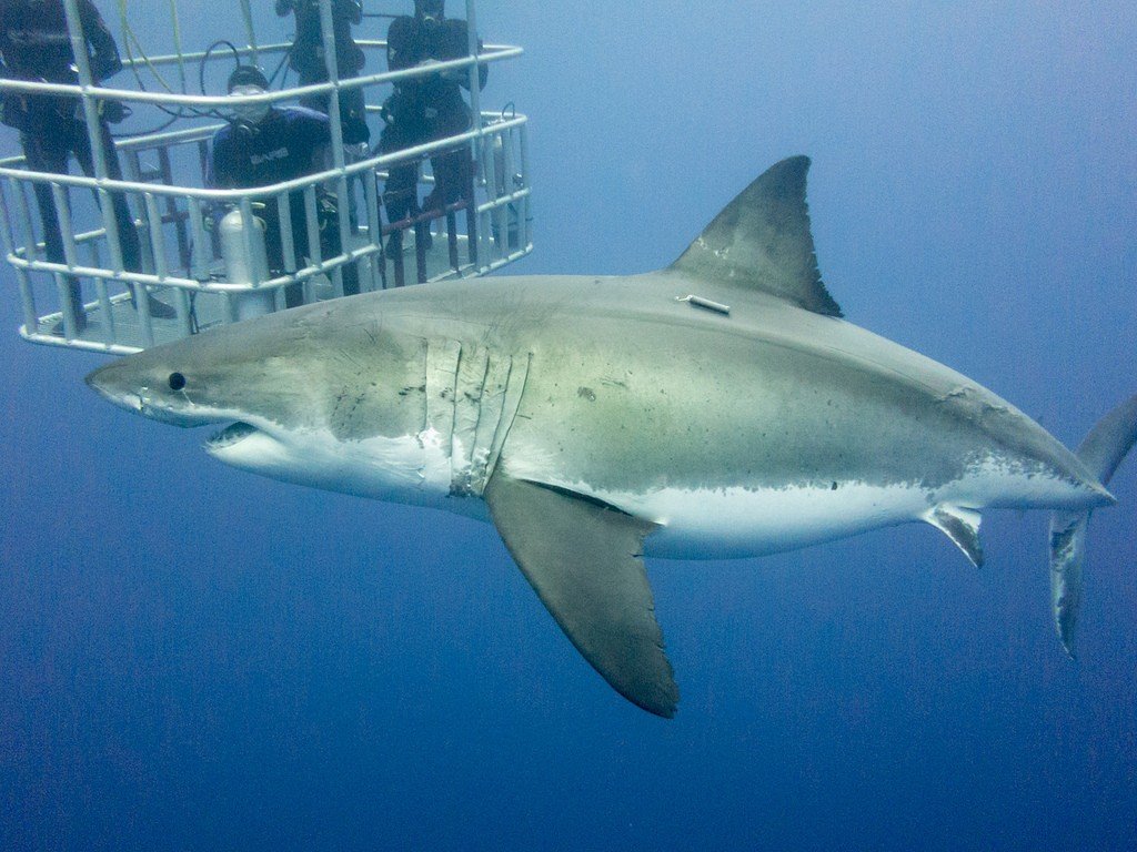 Dive with the White sharks, South Africa Adventure travel ideas