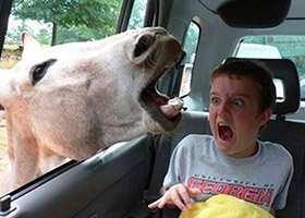 Donkey attacks Perfectly Timed Photos