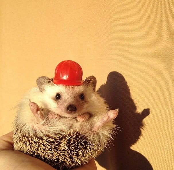 Fireman Hedgehog