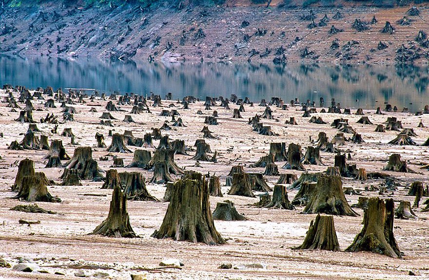 National Willamette forest (Oregon - USA) Overpopulation