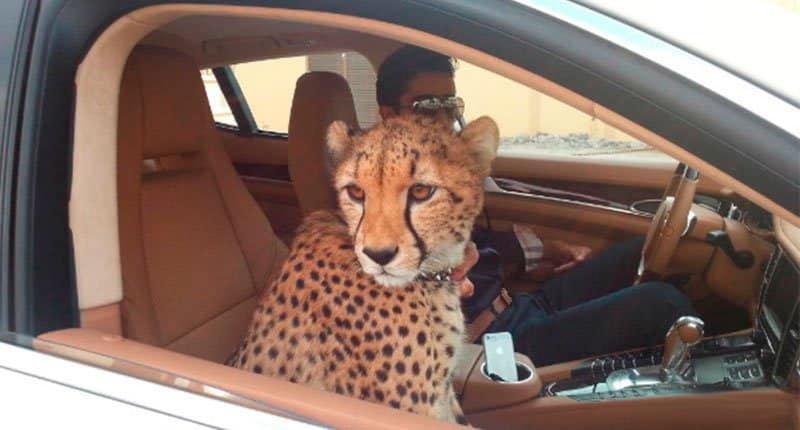 Pet Tiger on the car, I want to die Crazy Dubai