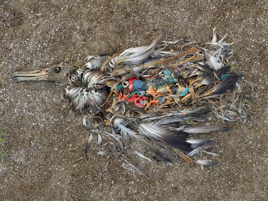Plastic Kills, This Albatross is an example (Midway Islands - North Pacific) Overpopulation