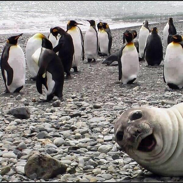 Selfie seal Funny Photobombs