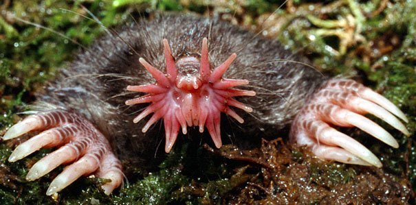 Star-Nosed Mole Strange Animals