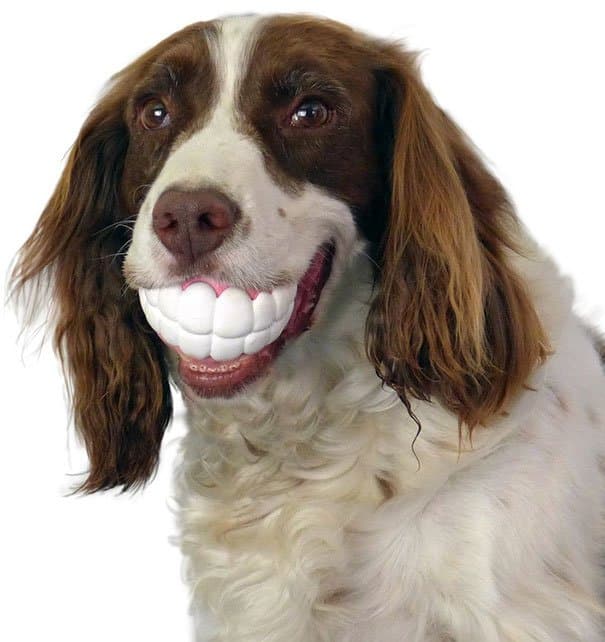 Teeth-shaped Ball Dog's Toys
