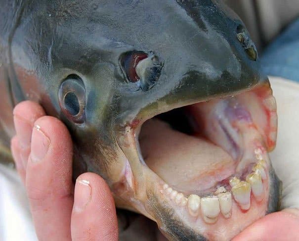 The Pacu Fish Strange Animals