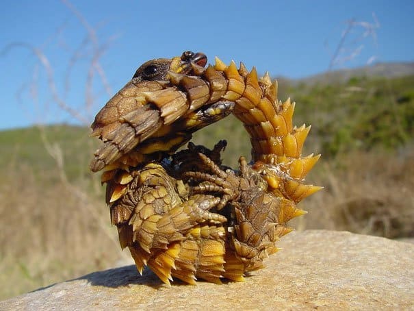 Thorny Dragon Strange Animals