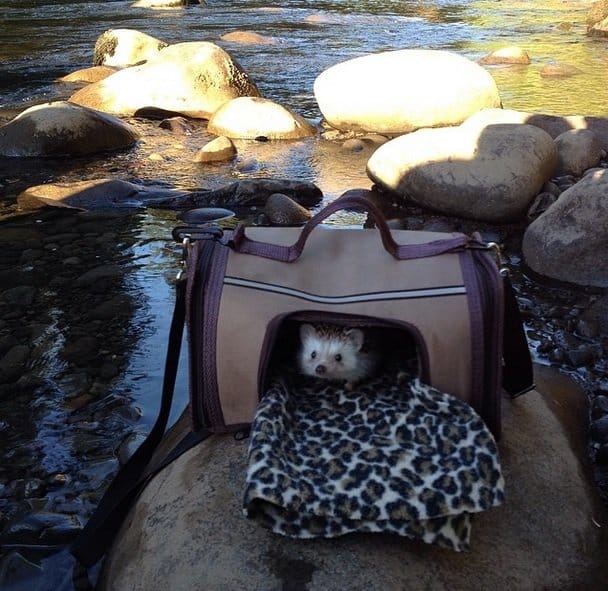 Travel bag or luxurious cabin Hedgehog