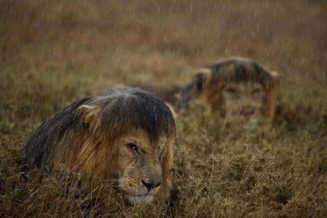 Wet Lions in Tanzania Popular photographs