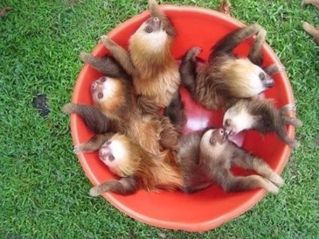 bucket of cuteness Popular photograph