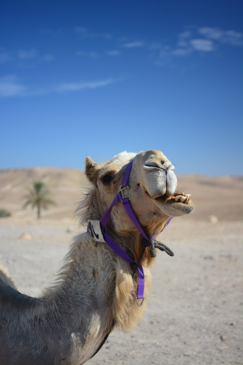 Camel in desert Beautiful Israel