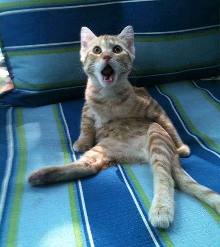 Cat Surprised