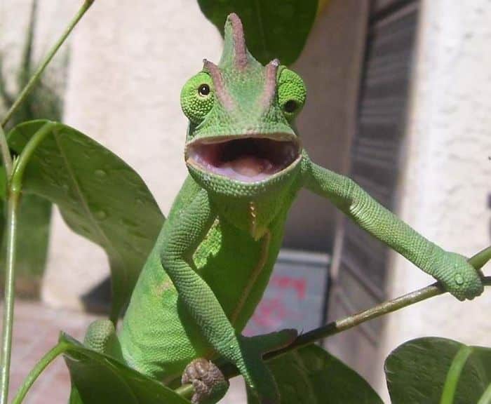 Chameleon Surprised