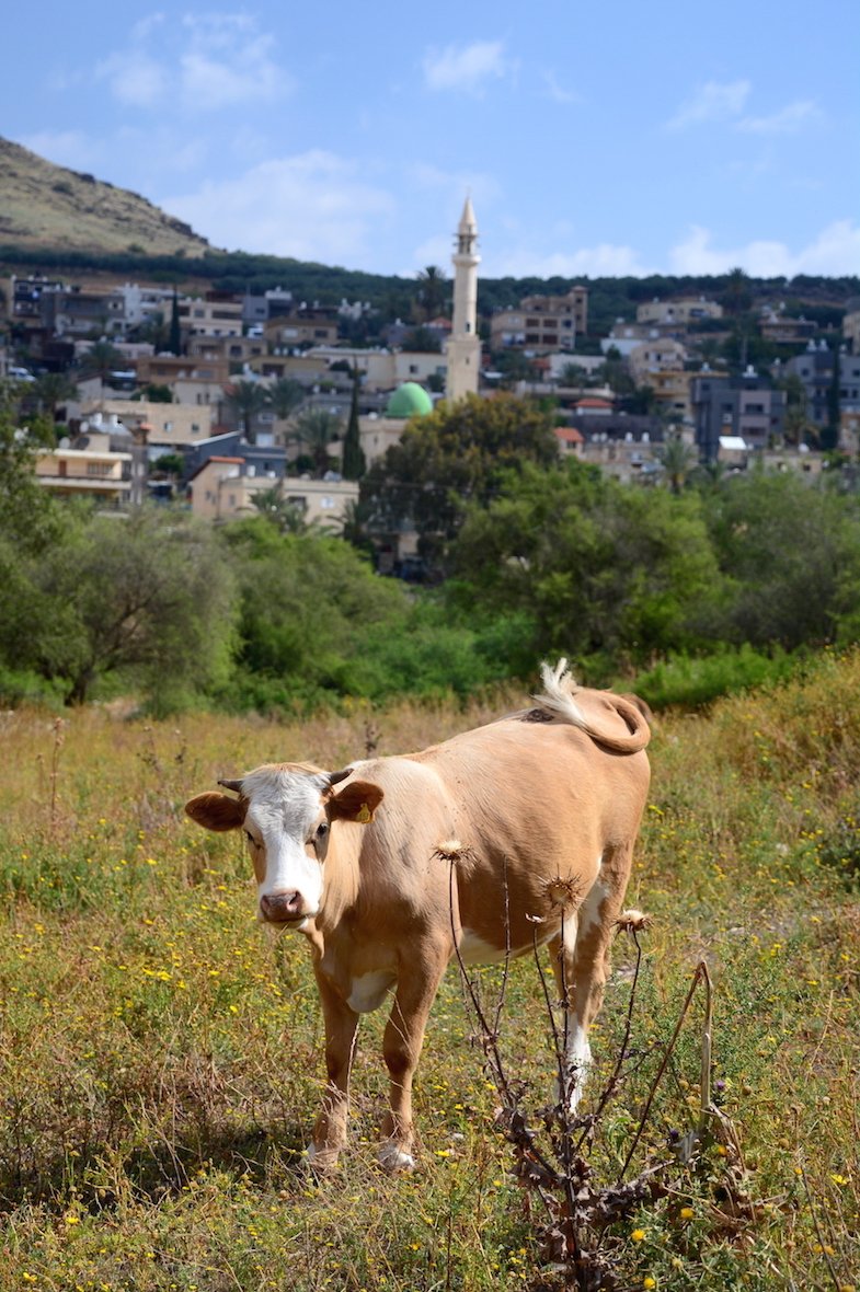 Cow in front of Beduin Village Beautiful Israel