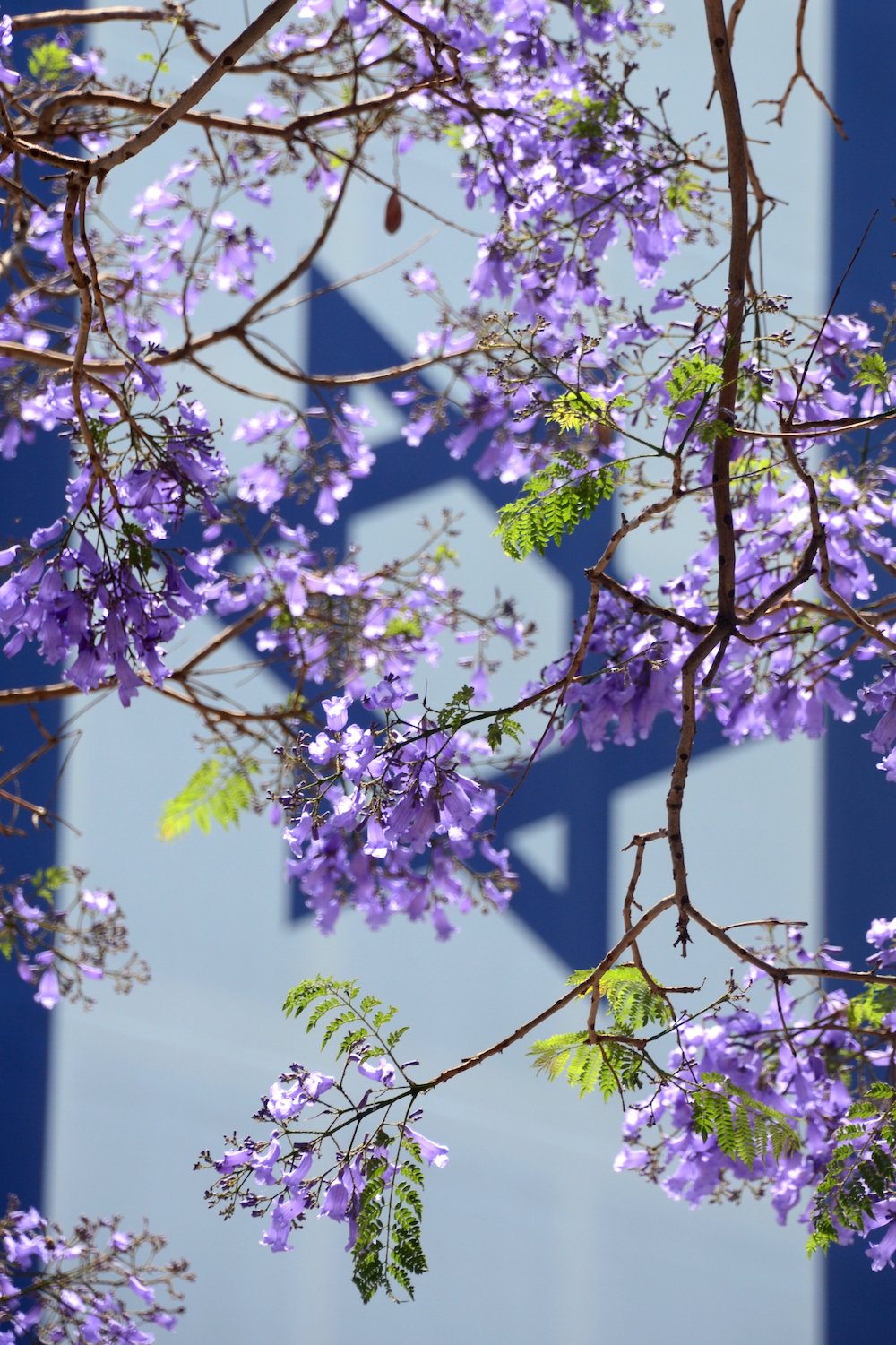 Israeli Flag with Jacaranda Blossom Beautiful Israel