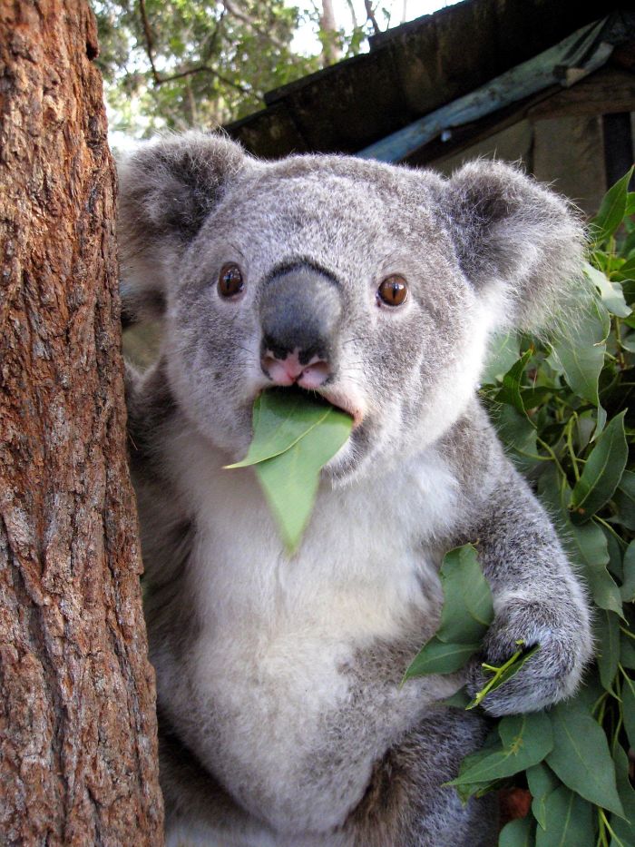 Koala Surprised