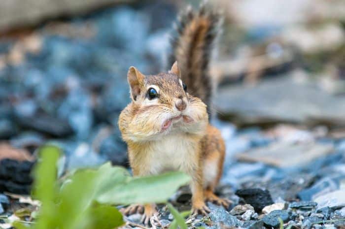Squirrel Surprised