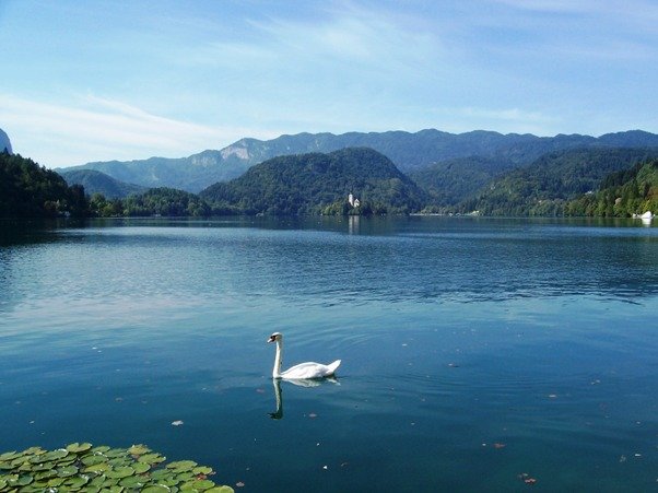 Swan Lake Bled of Slovenia