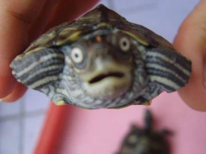 Turtle Surprised