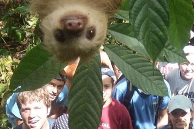 Best Animal Photobombs Ever 12 - Lemur